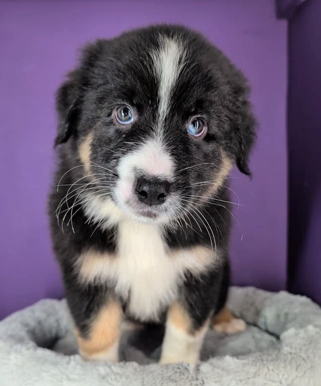 AKC AUSSIES- OFAs, genetics, NATURAL LONG TAIL, blue eyes media 13