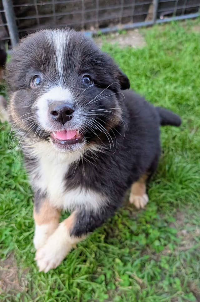 AKC AUSSIES- OFAs, genetics, NATURAL LONG TAIL, blue eyes media 14