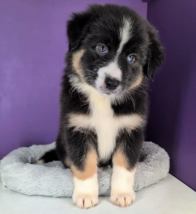 AKC AUSSIES- OFAs, genetics, NATURAL LONG TAIL, blue eyes media 15