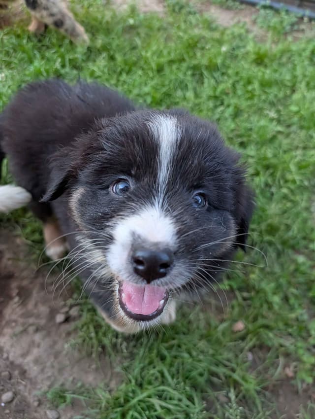 AKC AUSSIES- OFAs, genetics, NATURAL LONG TAIL, blue eyes media 17