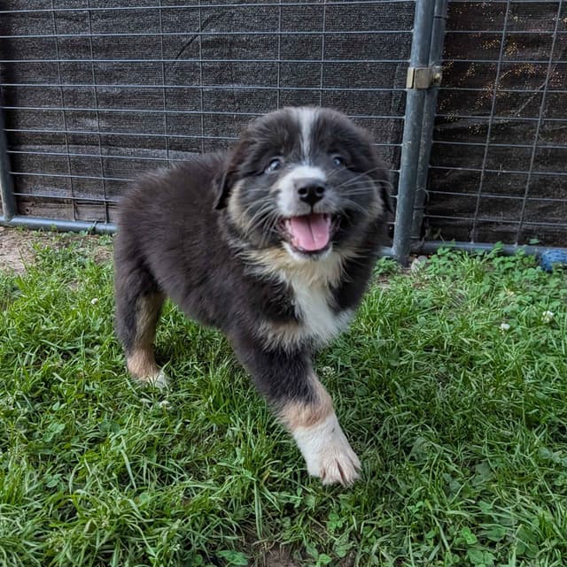 AKC AUSSIES- OFAs, genetics, NATURAL LONG TAIL, blue eyes media 16