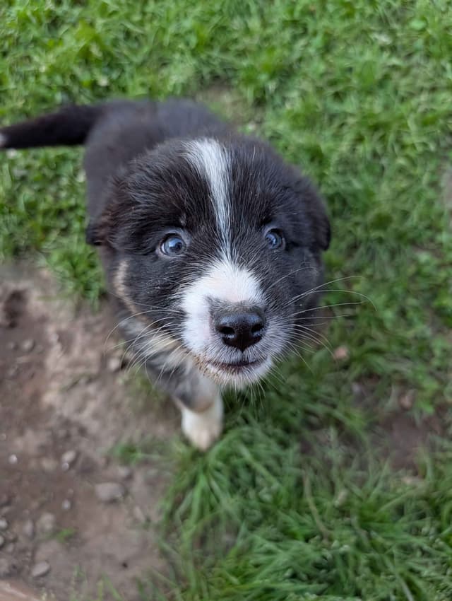 AKC AUSSIES- OFAs, genetics, NATURAL LONG TAIL, blue eyes media 19
