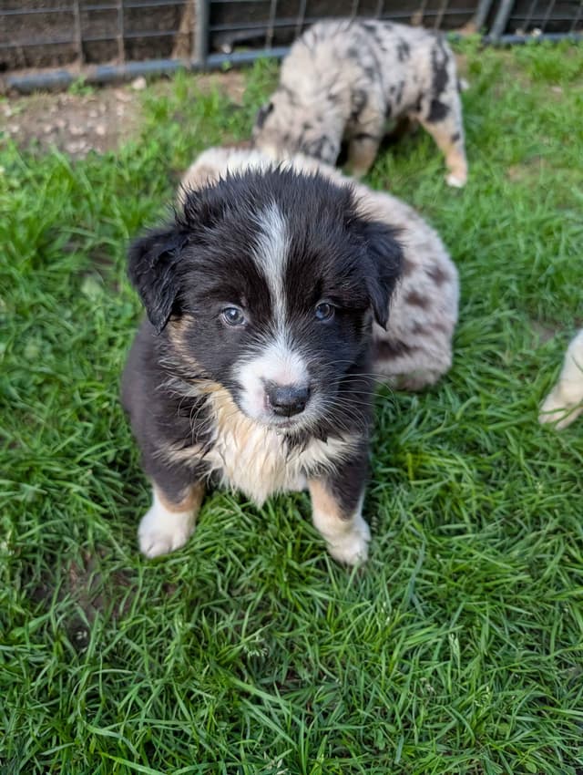 AKC AUSSIES- OFAs, genetics, NATURAL LONG TAIL, blue eyes media 18