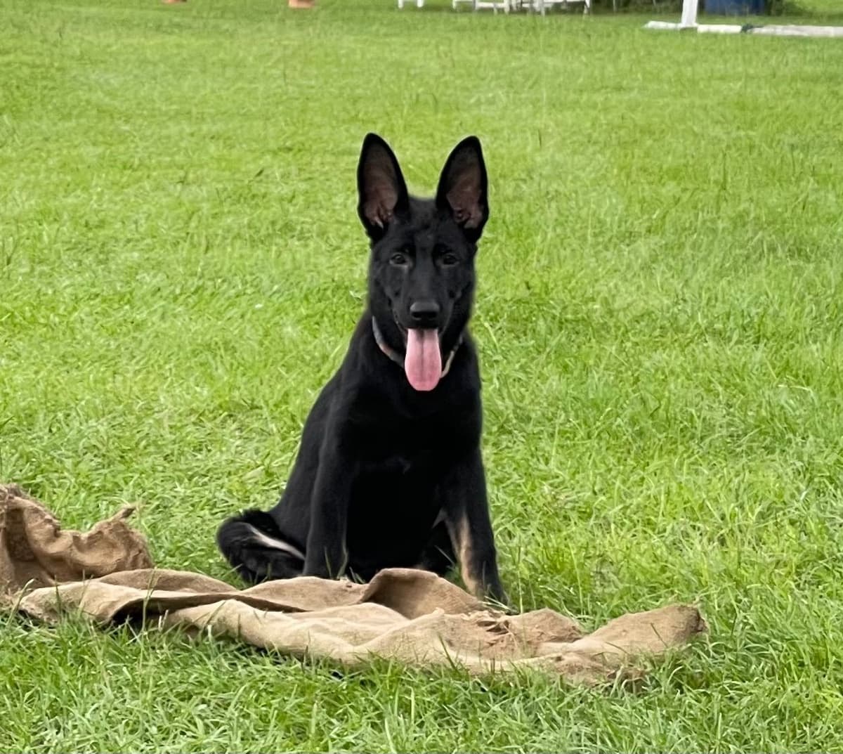 German Shepherd Dog Puppies breeder image 1