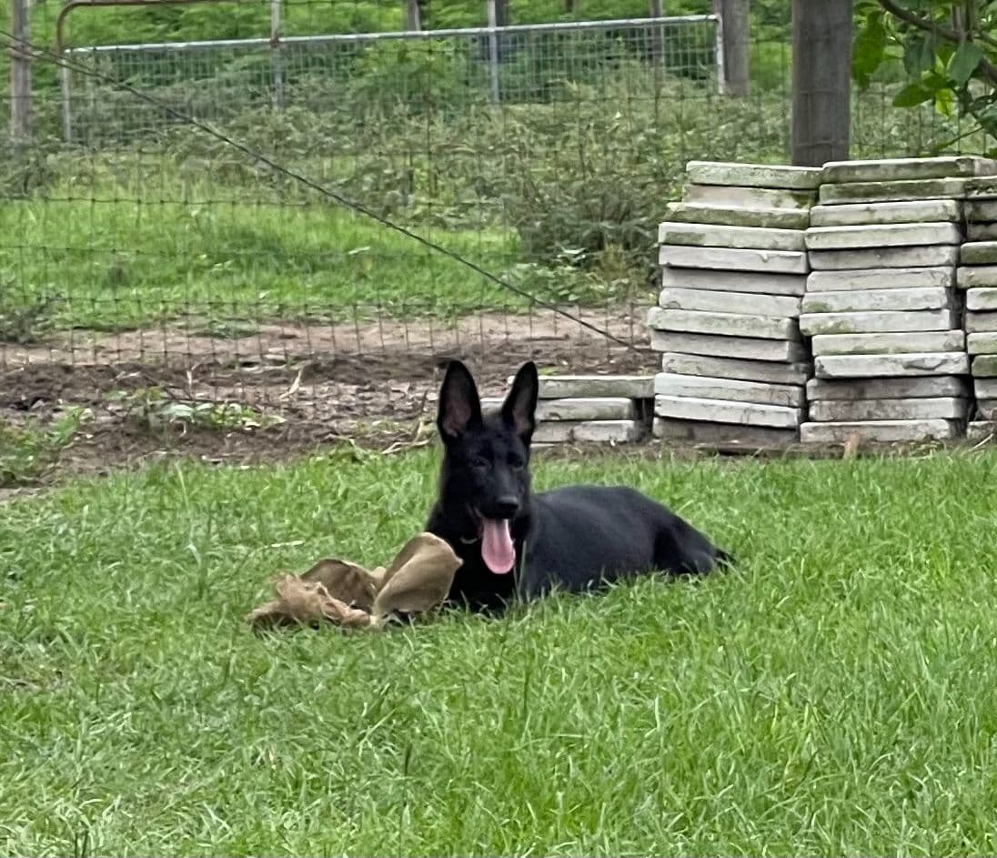 German Shepherd Dog Puppies breeder image 2