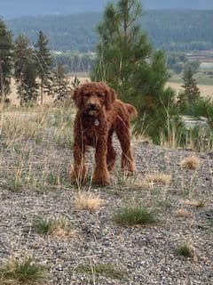 Poodle Puppies breeder image 1