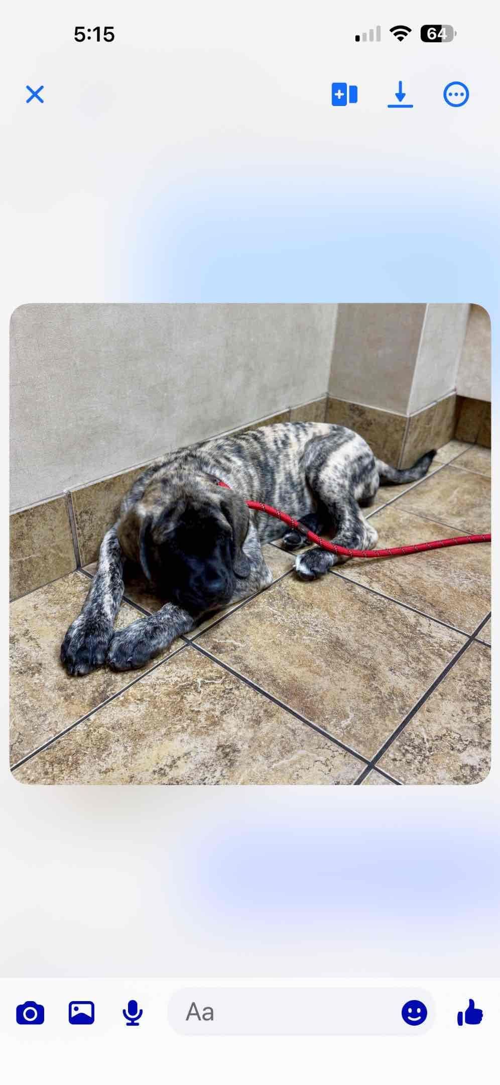 Mastiff Puppies breeder image 2