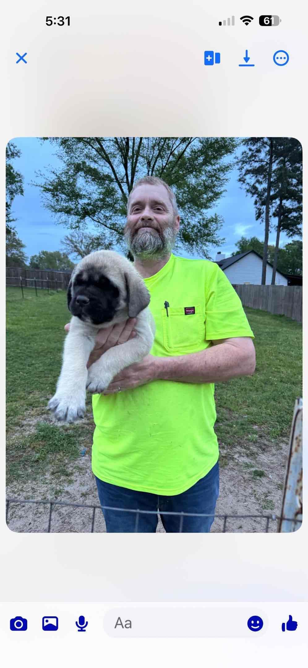Mastiff Puppies breeder image 4