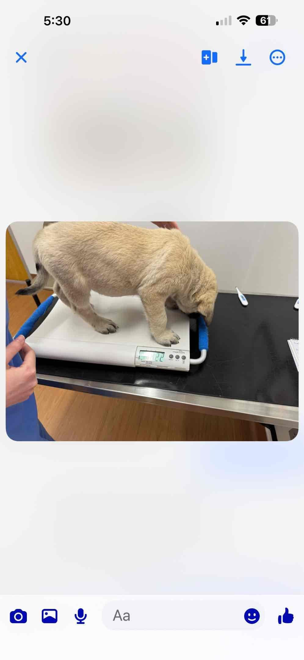 Mastiff Puppies breeder image 5