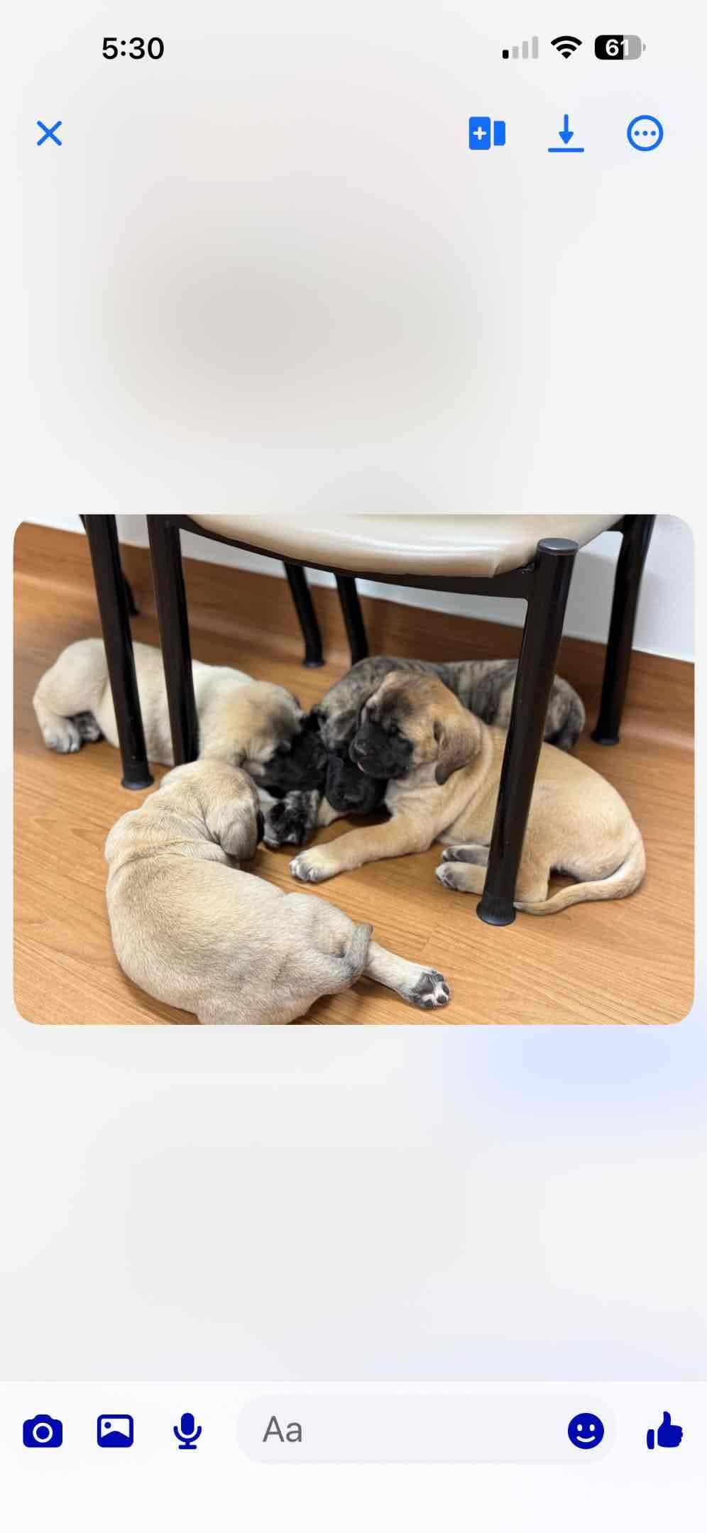 Mastiff Puppies breeder image 6