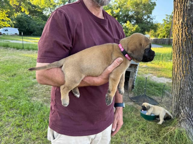 Mastiff Puppies media 3