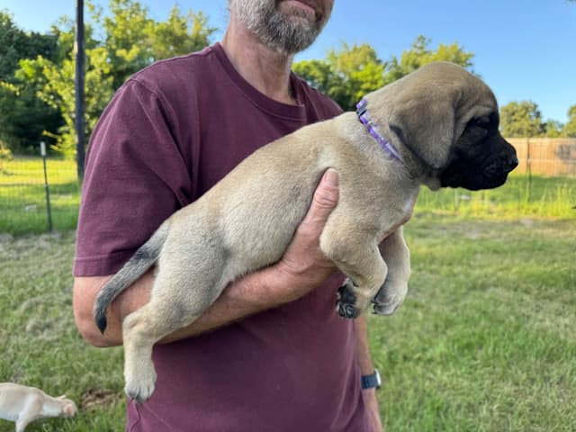 Mastiff Puppies media 4