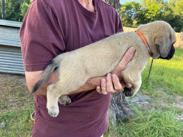 Mastiff Puppies media 2
