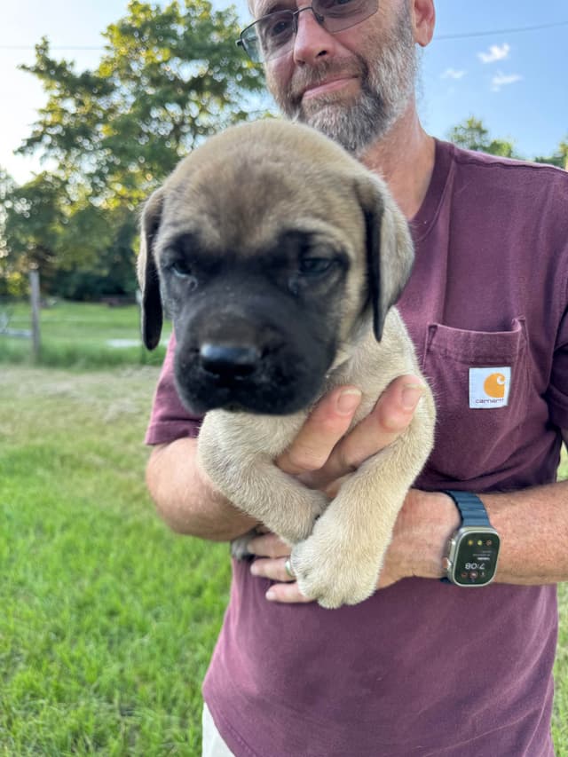 Mastiff Puppies media 5