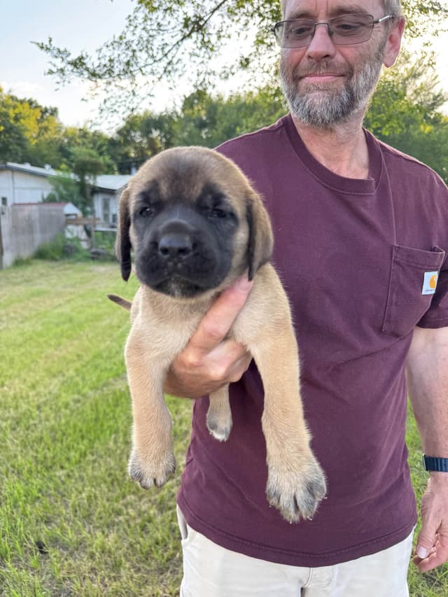 Mastiff Puppies media 6