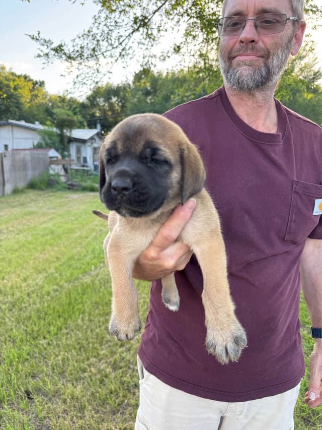 Mastiff Puppies media 8