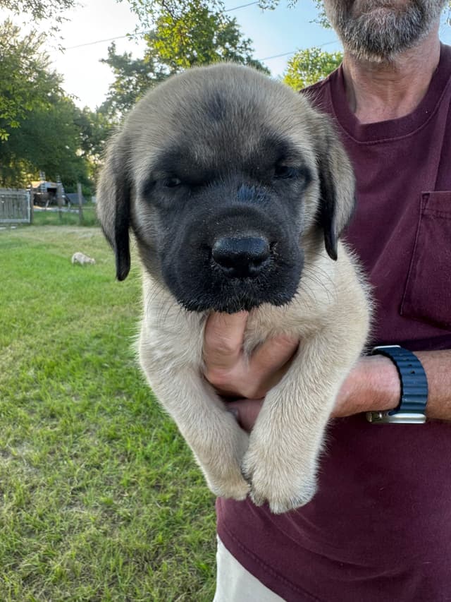 Mastiff Puppies media 7