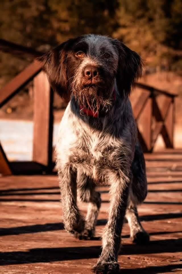 Wirehaired Pointing Griffon Puppies1 left breeder image 4