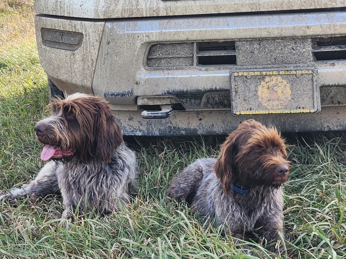 Wirehaired Pointing Griffon Puppies1 left breeder image 6