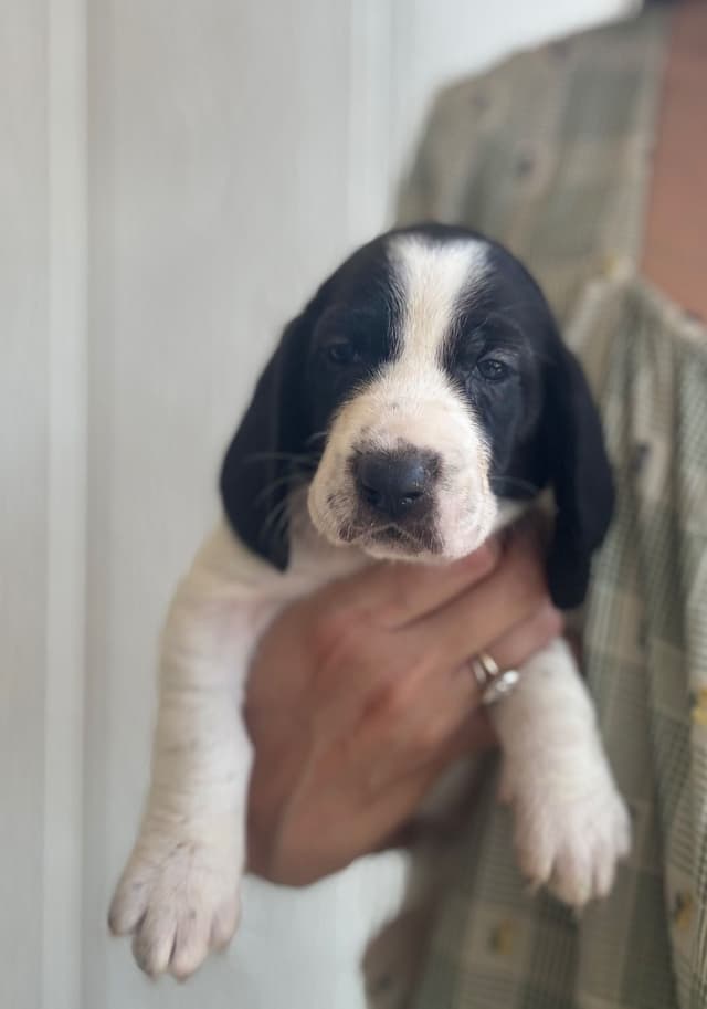 Basset Hound Puppies media 2