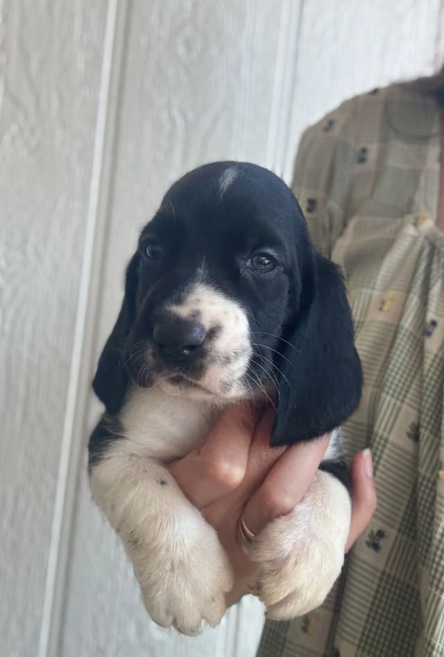 Basset Hound Puppies media 3