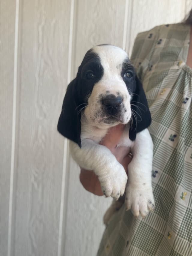Basset Hound Puppies media 4