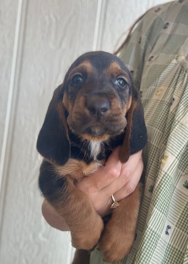 Basset Hound Puppies media 5
