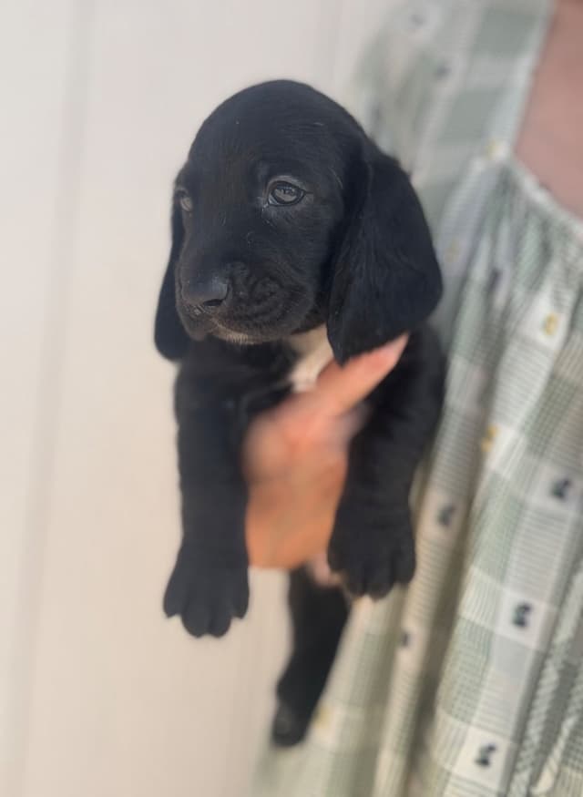 Basset Hound Puppies media 6