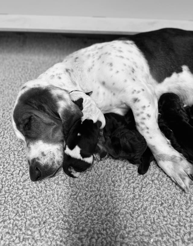 Basset Hound Puppies media 7