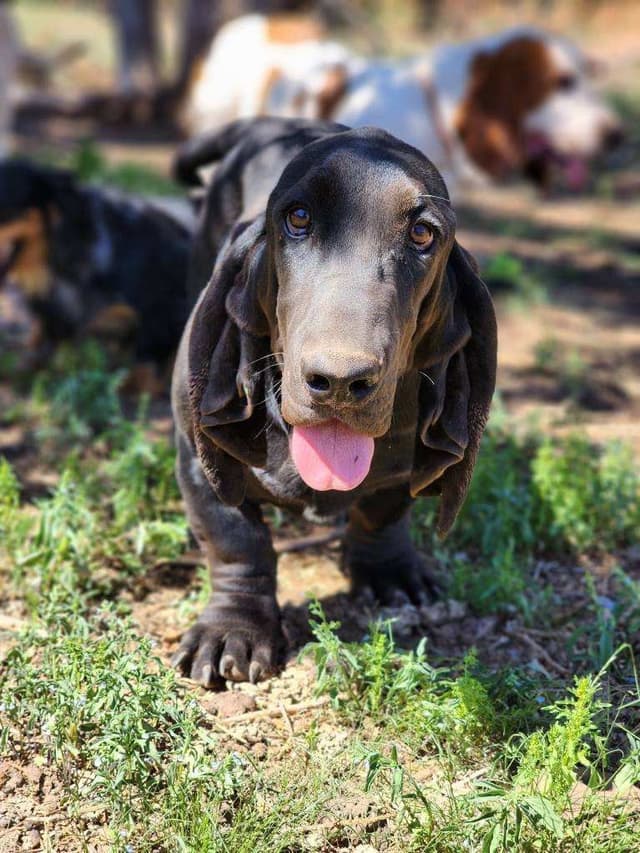 Basset Hound Puppies media 8