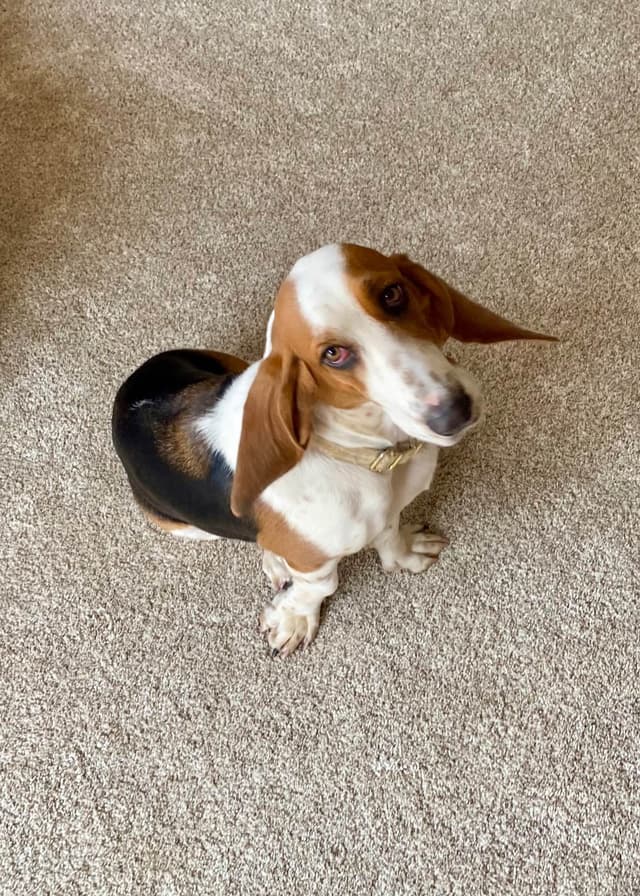 Basset Hound Puppies media 9