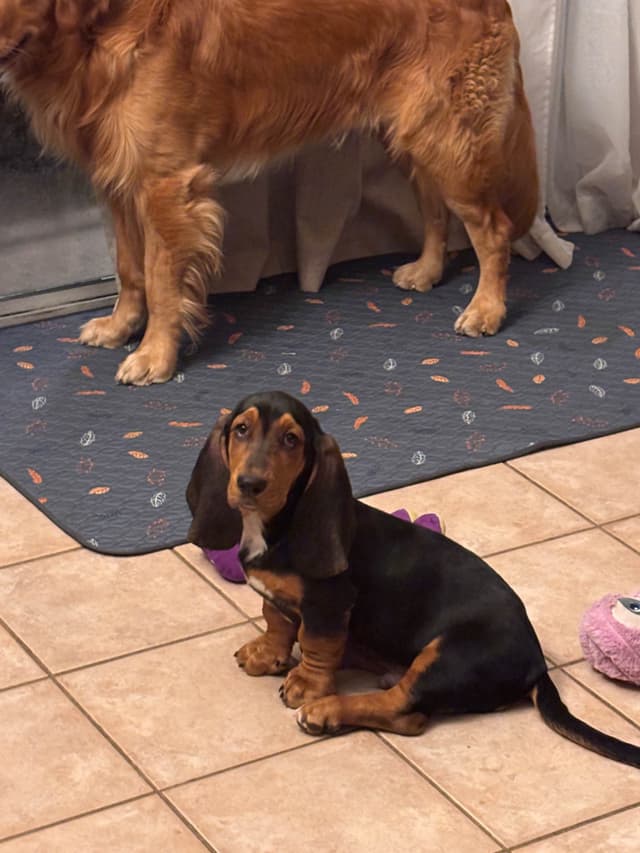 Basset Hound Puppies media 12