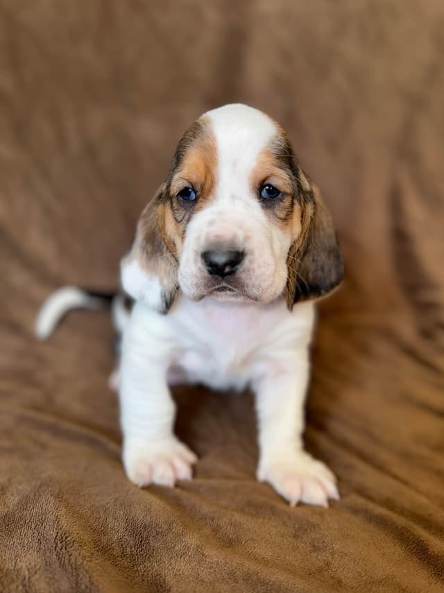 Basset Hound Puppies media 14