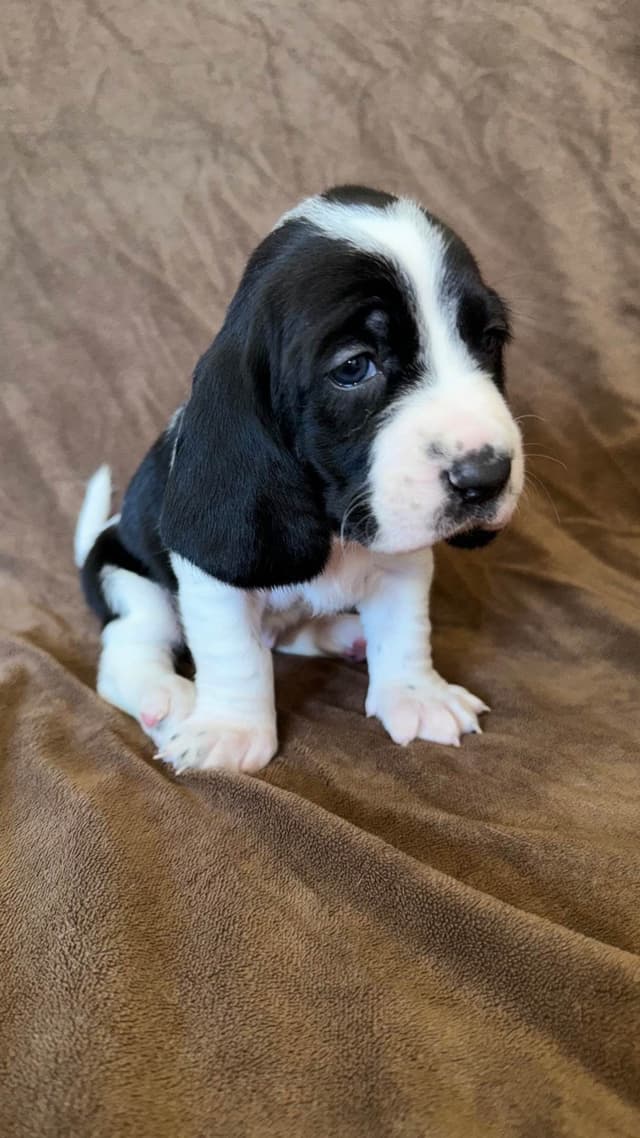 Basset Hound Puppies media 15