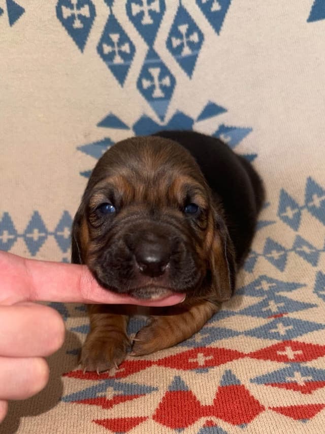 Basset Hound Puppies media 16