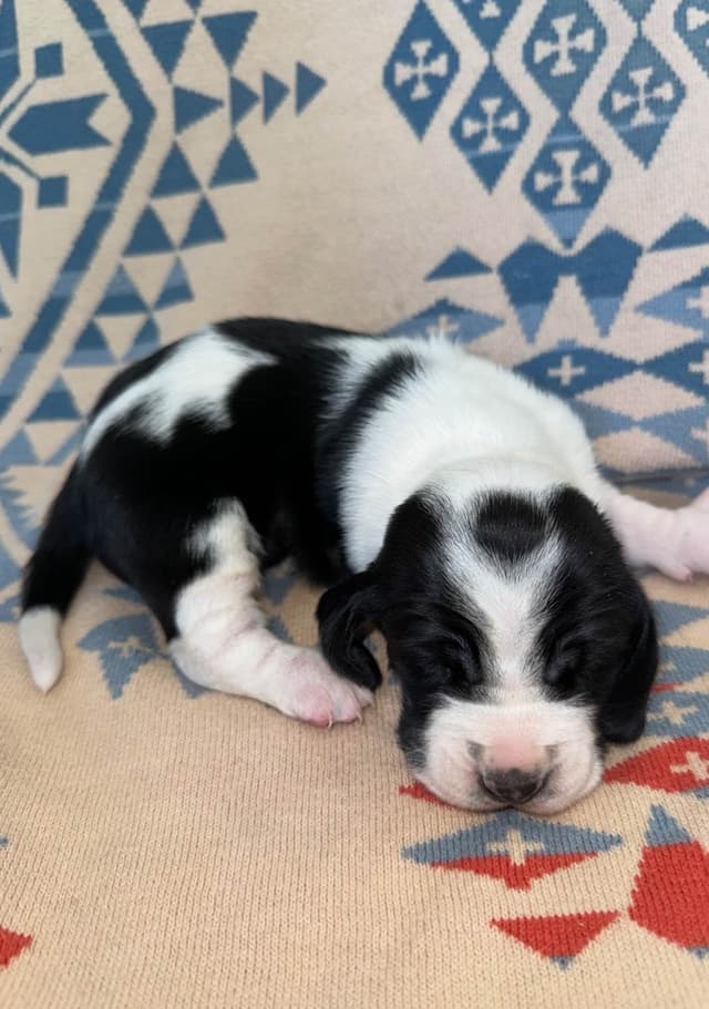 Basset Hound Puppies media 17