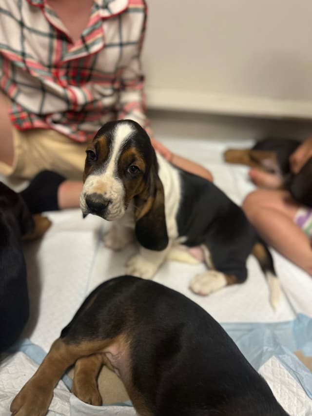 Basset Hound Puppies media 18