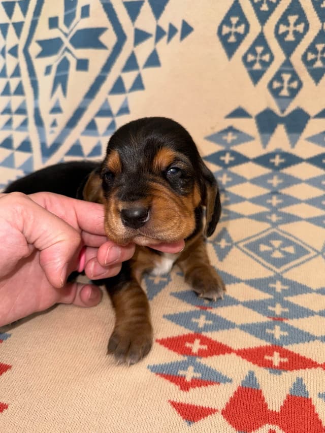 Basset Hound Puppies media 19