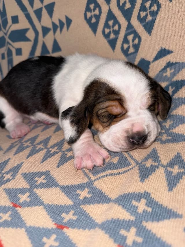 Basset Hound Puppies media 21