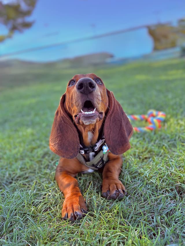 Basset Hound Puppies media 20