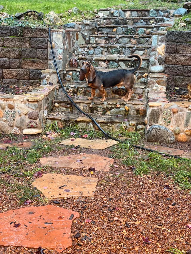 Basset Hound Puppies media 23