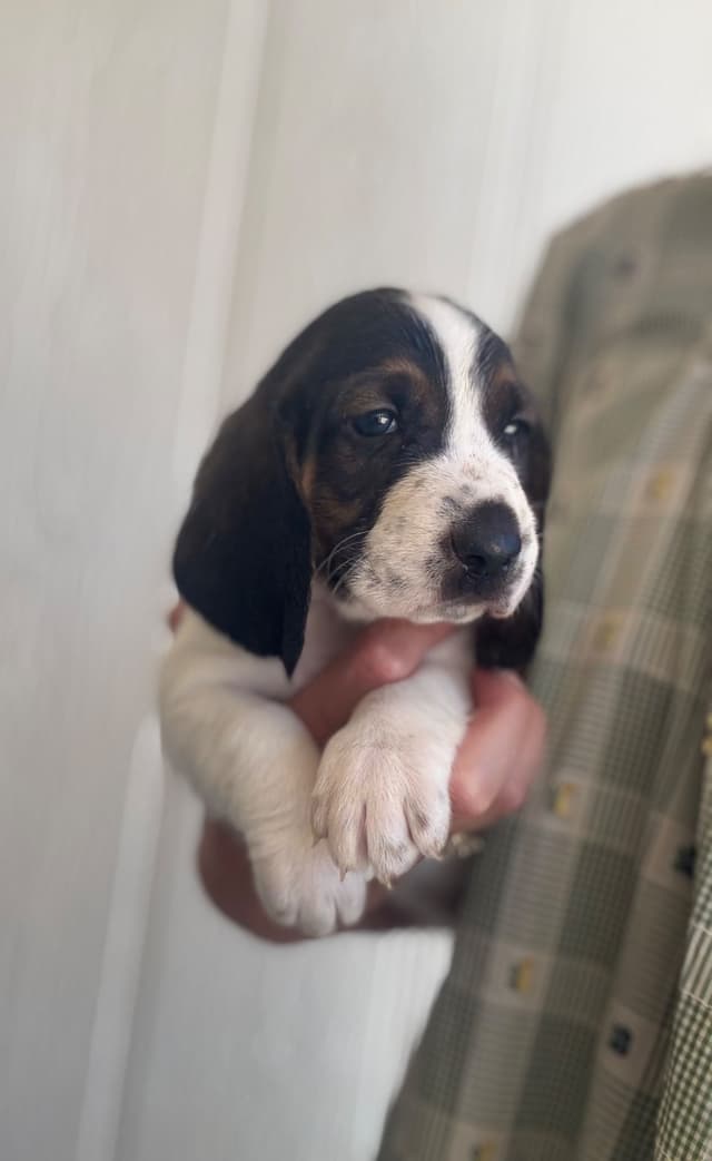 Basset Hound Puppies media 22