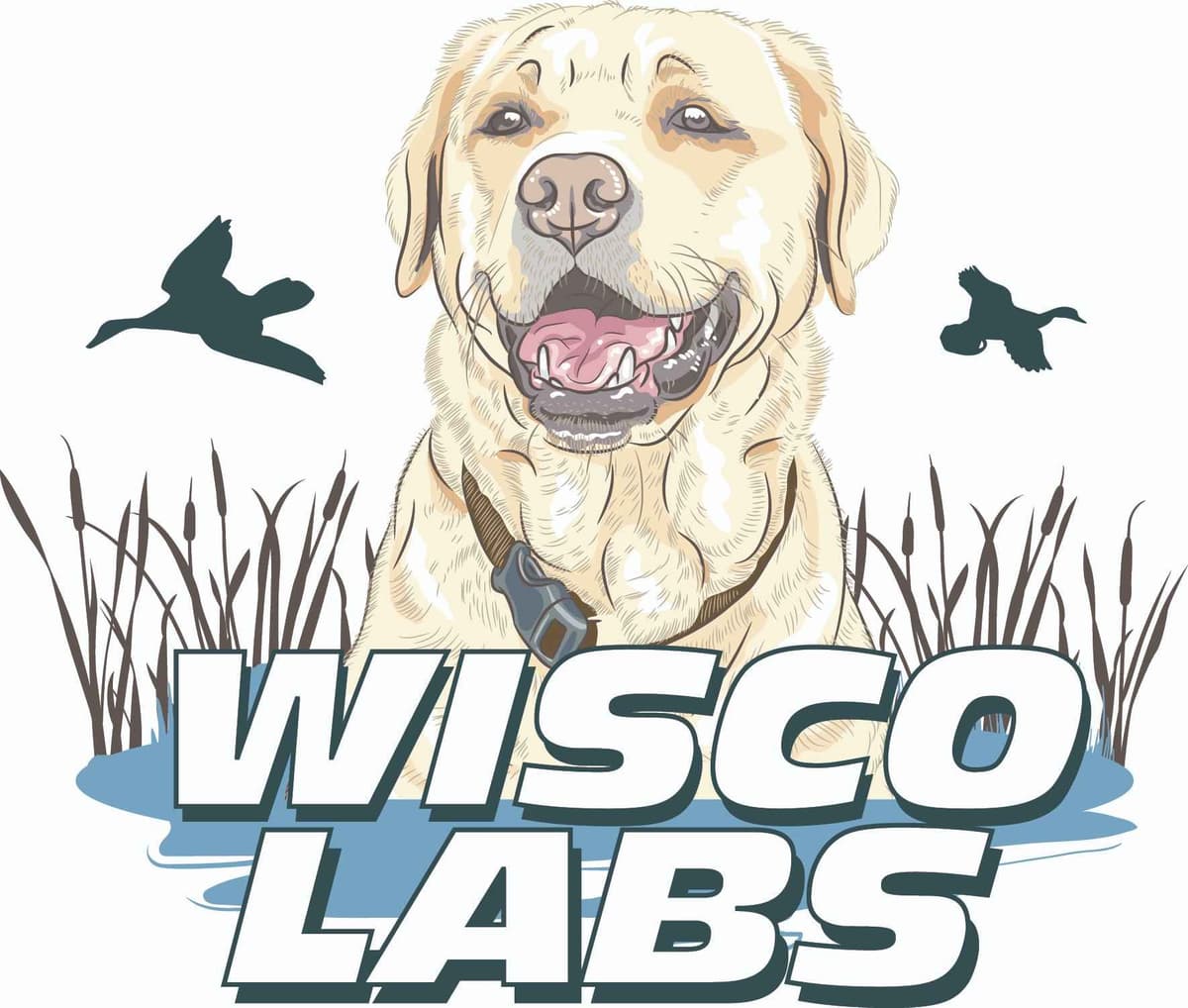 Labrador Retriever Puppies breeder image 1