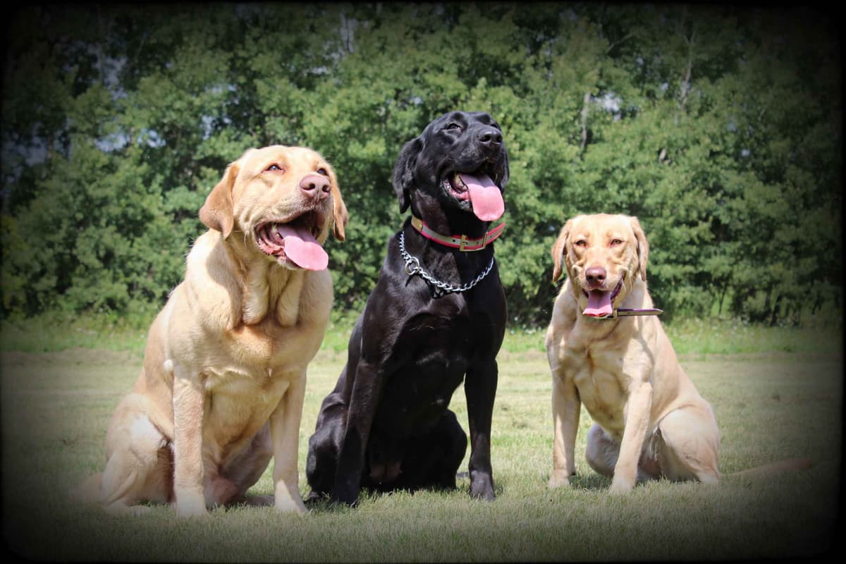 Labrador Retriever Puppies breeder image 2