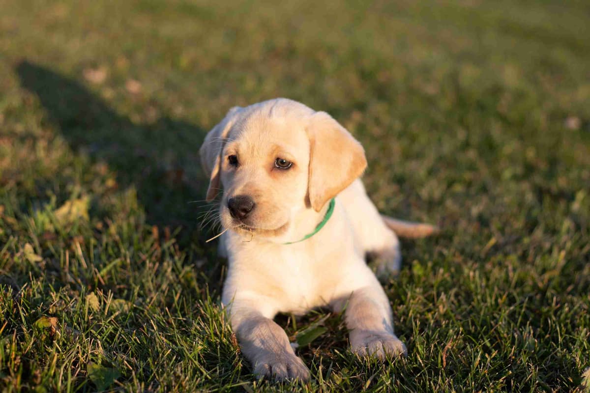Labrador Retriever Puppies breeder image 4