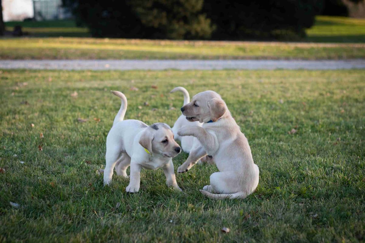 Labrador Retriever Puppies breeder image 5