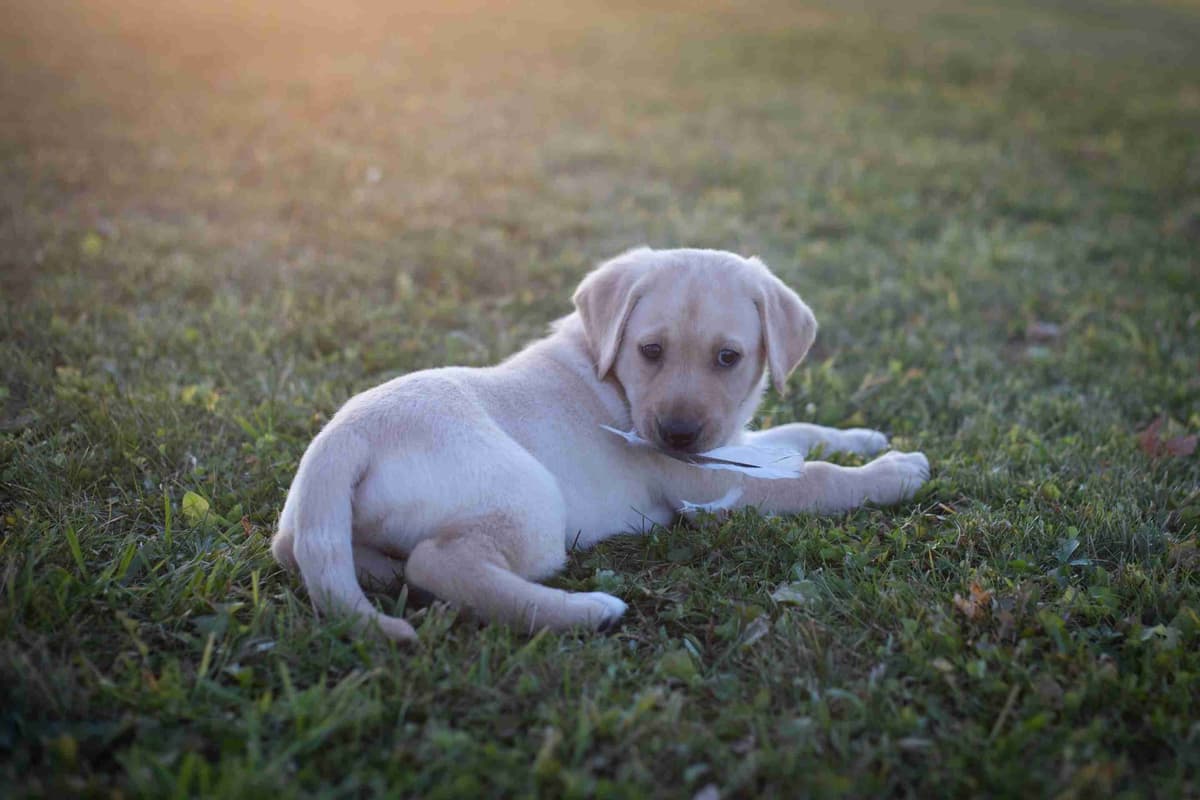 Labrador Retriever Puppies breeder image 6