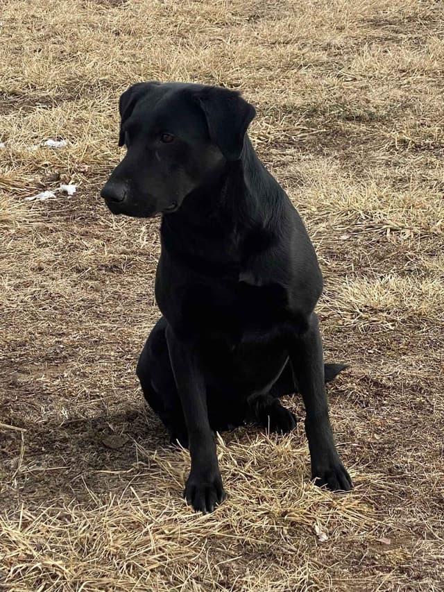 Labrador Retriever Puppies media 2