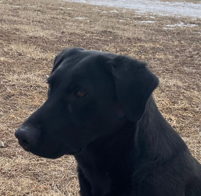 Labrador Retriever Puppies media 3