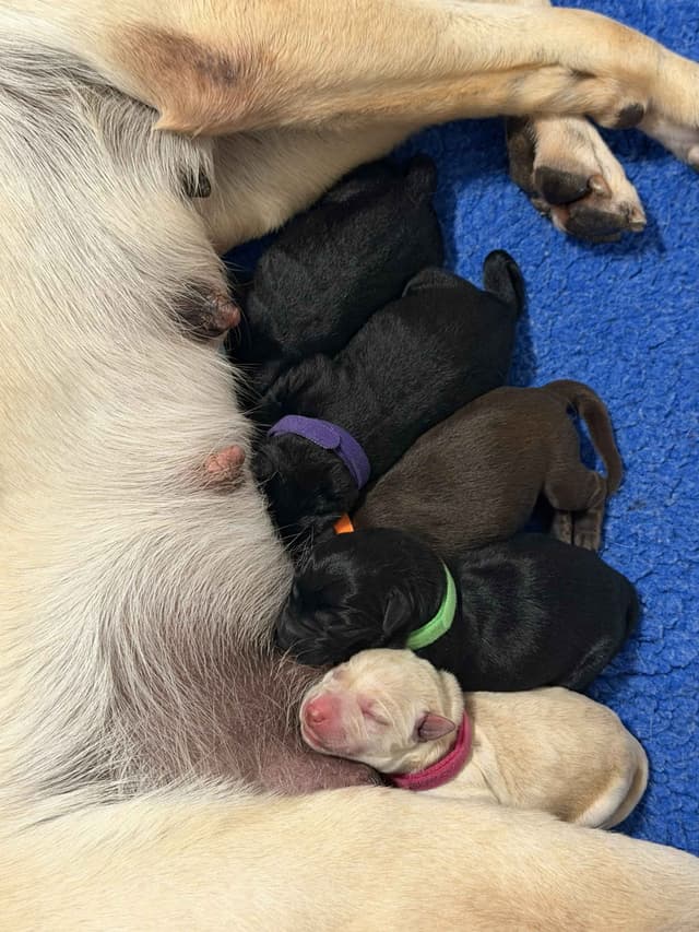 Labrador Retriever Puppies media 6